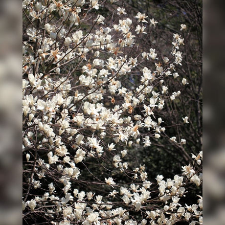 Mature Magnolia kobus tree densely covered in small white starry spring flowers.
