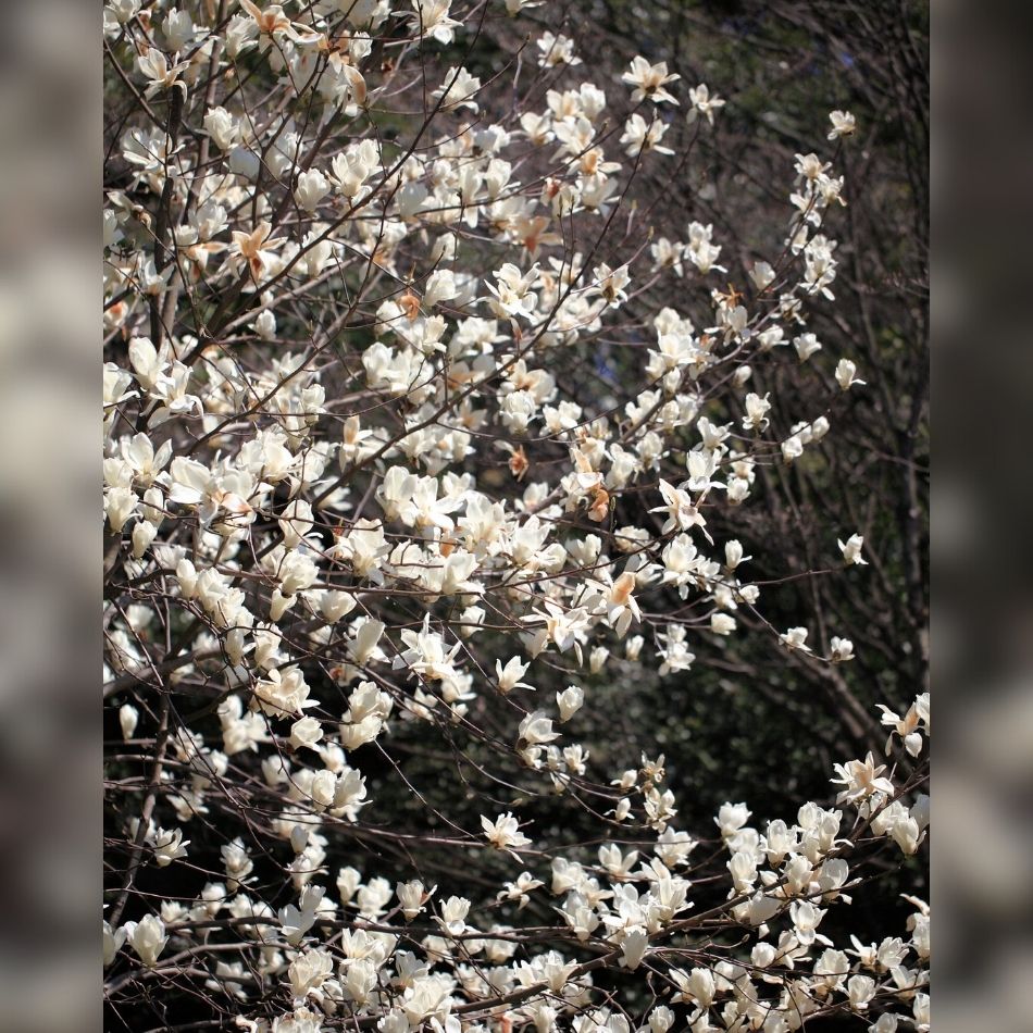 Magnolia kobus