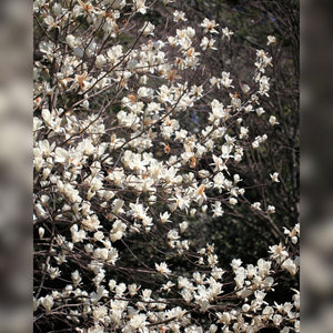 Magnolia kobus
