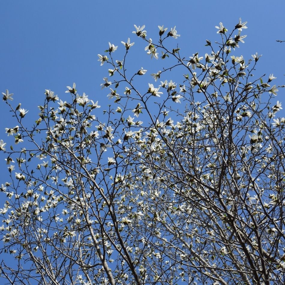 Magnolia kobus