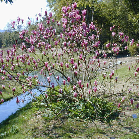 Small Magnolia liliiflora ‘Nigra’ tree bearing upright pink-purple flowers beside water.