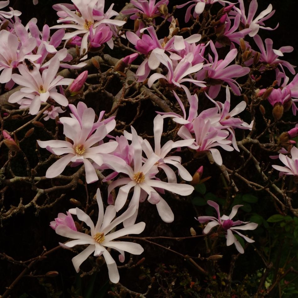 Magnolia × loebneri ‘Leonard Messel’