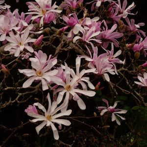 Magnolia × loebneri ‘Leonard Messel’