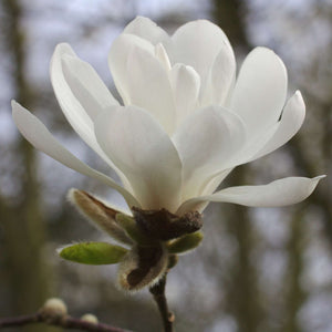 Magnolia × loebneri ‘Merrill’