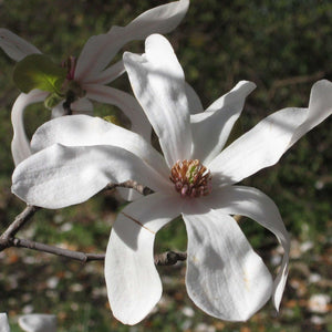 Magnolia × loebneri ‘Merrill’