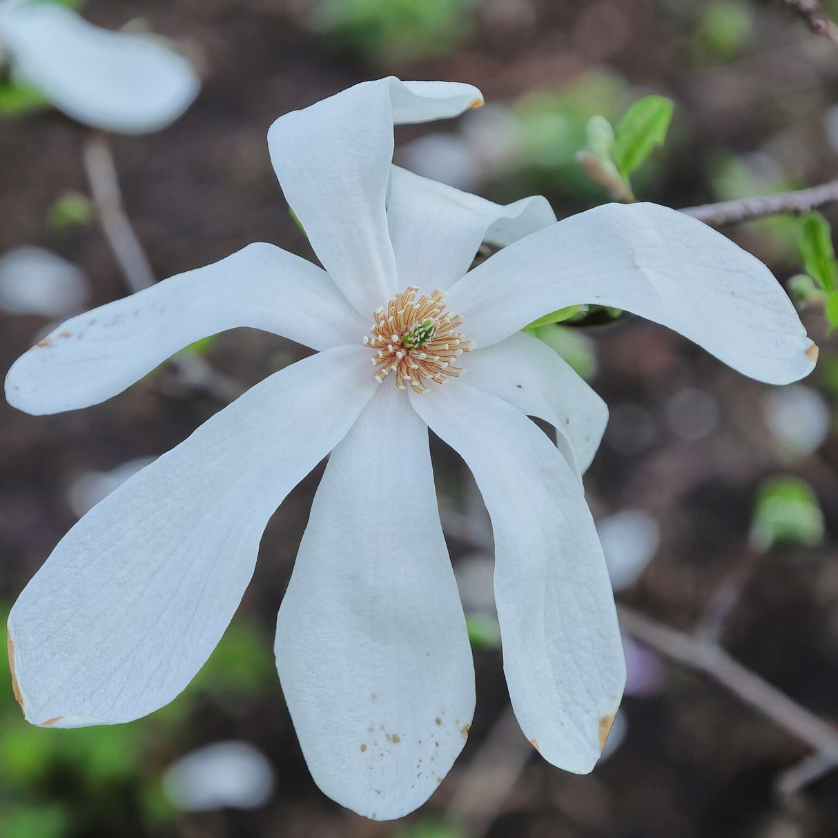 Magnolia × loebneri ‘Merrill’