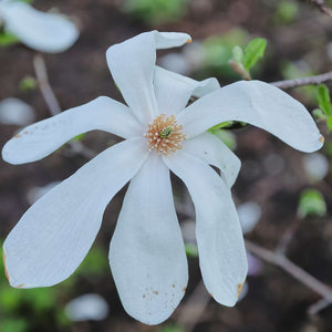 Magnolia × loebneri ‘Merrill’