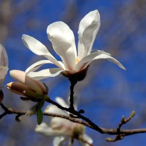 Magnolia × loebneri ‘Merrill’