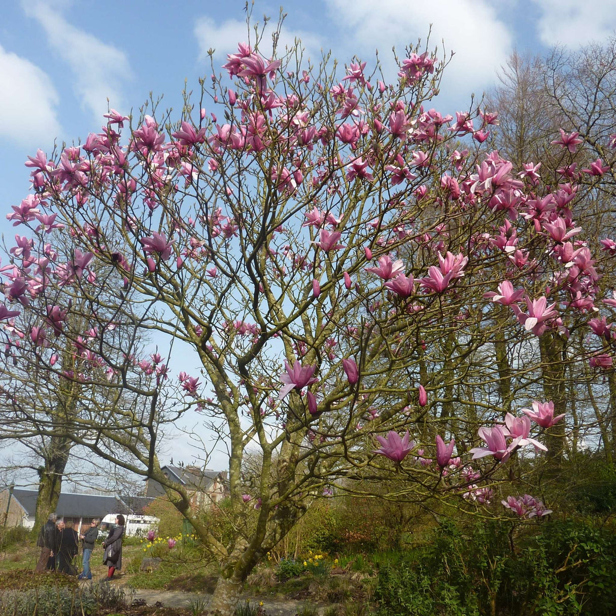 Magnolia ‘Star Wars’