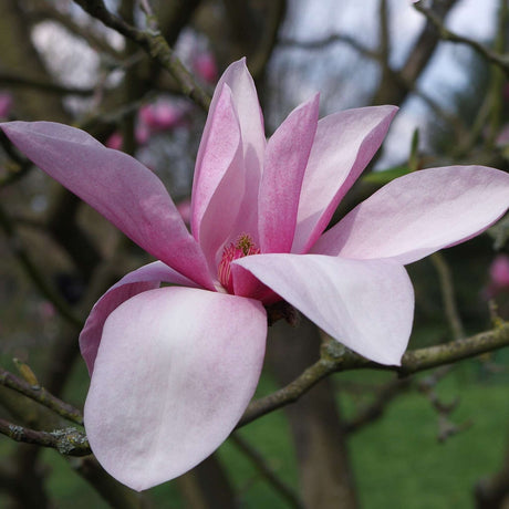 Close-up of a pale pink, star-shaped Magnolia ‘Star Wars’ flower.