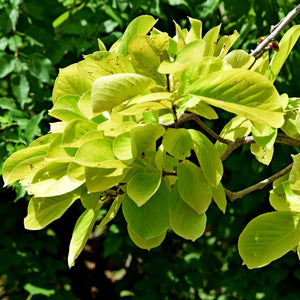 Magnolia ‘Star Wars’