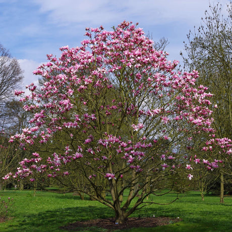 Mature Magnolia ‘Star Wars’ tree covered with rose-pink flowers in a lawn.