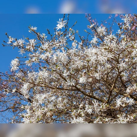 Wide Magnolia stellata canopy densely filled with white spring blossom.