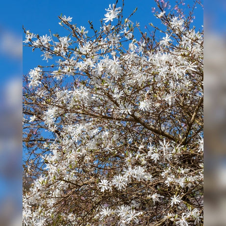 Magnolia stellata branches covered in fine-petalled white star-shaped flowers against blue sky.