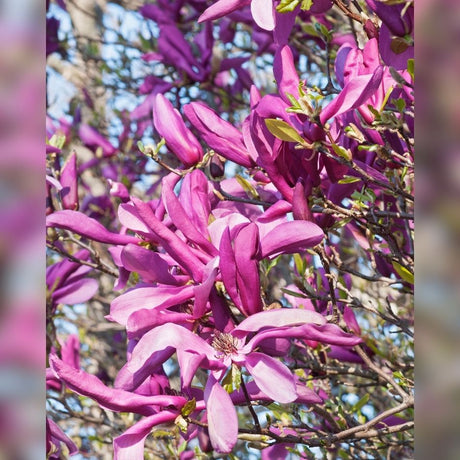 Magnolia × soulangeana ‘Susan’