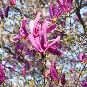 Magnolia × soulangeana ‘Susan’