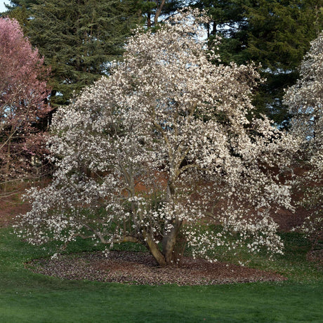 Mature Magnolia × loebneri ‘Merrill’ tree covered with white blossom.