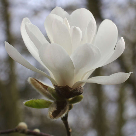 Close-up of an ivory white Magnolia × loebneri ‘Merrill’ flower.