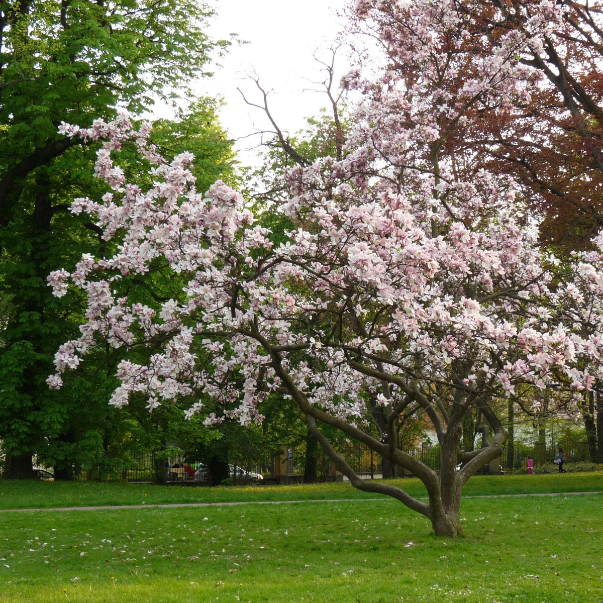 Mature Magnolia × soulangeana flowering pale pink in a lawn.