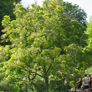 Large leafy Magnolia × soulangeana tree in a park setting.