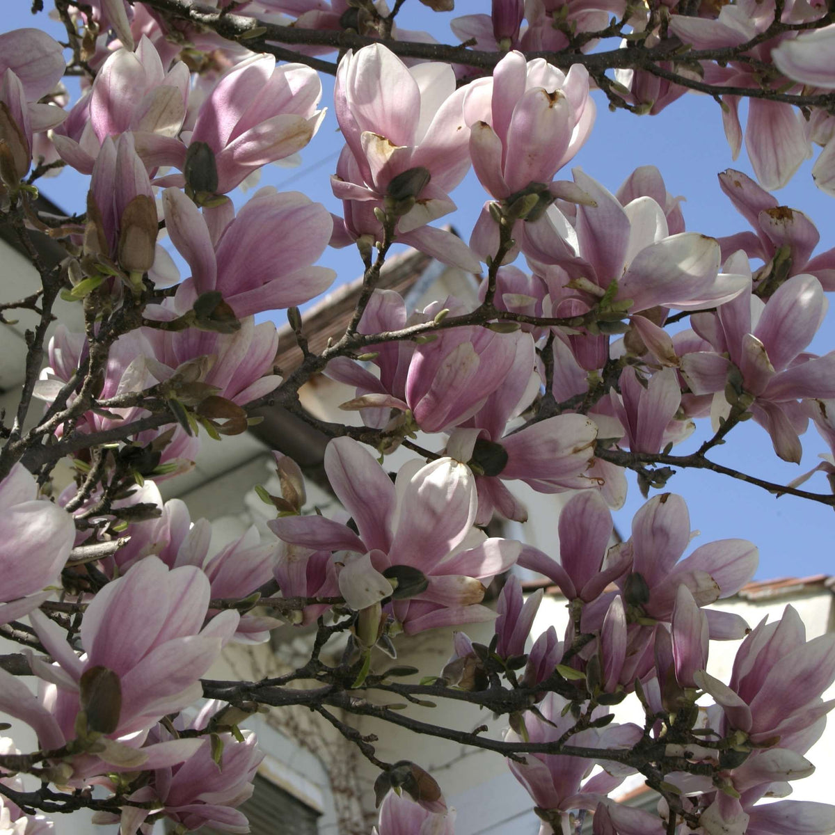 Branch of pale pink and white Magnolia × soulangeana flowers against a blue sky.