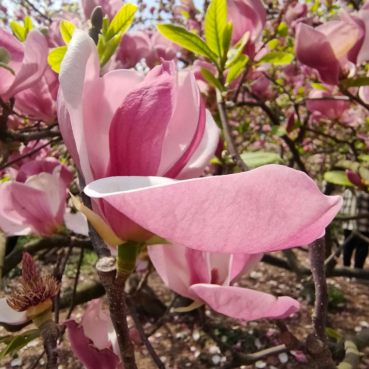 Close-up side view of a pink Magnolia ‘Satisfaction’ flower.