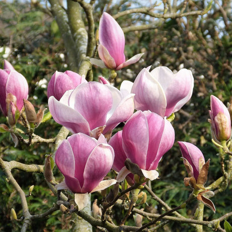 Cluster of upright pink Magnolia × soulangeana ‘Satisfaction’ flowers.