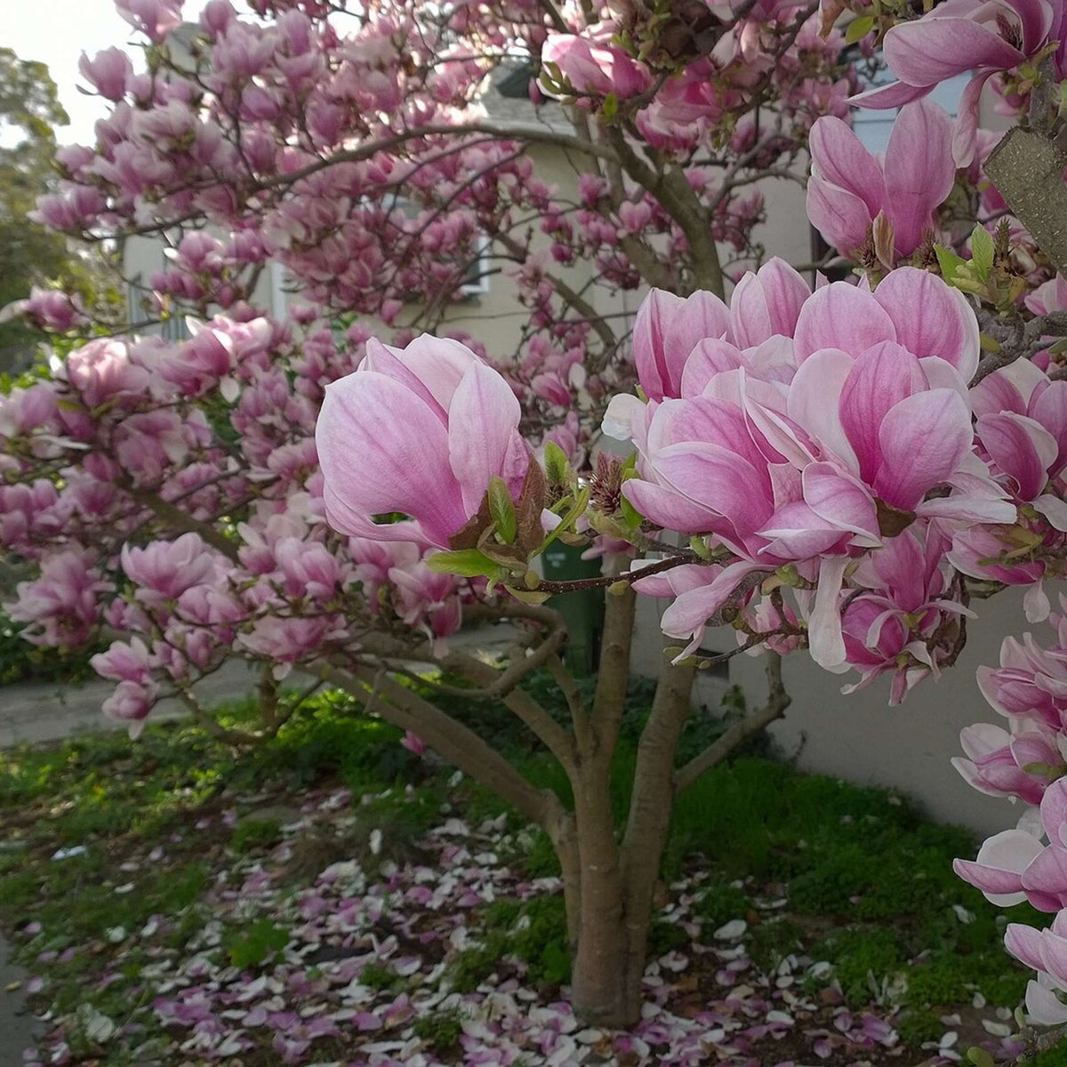 Small Magnolia × soulangeana tree densely covered with pink cup-shaped flowers.
