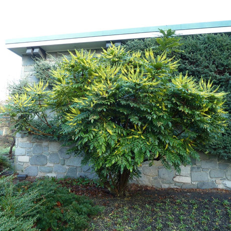 Large bushy Mahonia ‘Charity’ flowering yellow against a garden wall.
