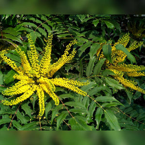 Close-up of radiating yellow Mahonia ‘Charity’ flower spikes among pinnate leaves.