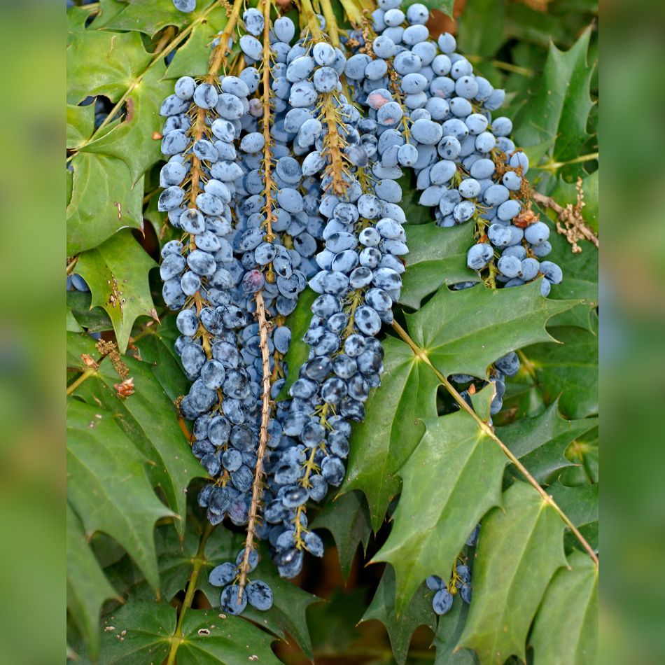 Long hanging cluster of powder-blue berries on Mahonia ‘Charity’.