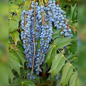 Long hanging cluster of powder-blue berries on Mahonia ‘Charity’.