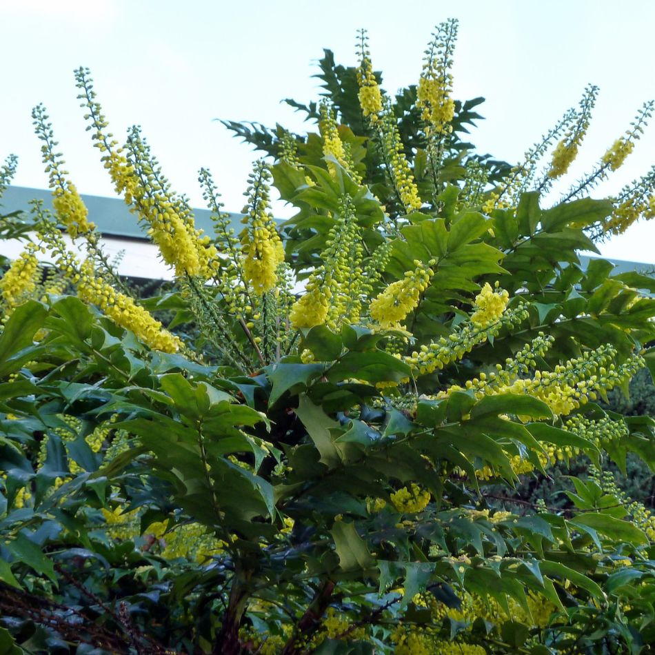 Tall sprays of yellow Mahonia ‘Charity’ flowers rising above bold evergreen foliage.