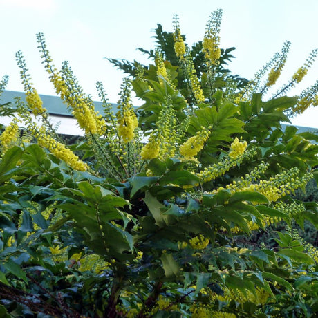 Tall sprays of yellow Mahonia ‘Charity’ flowers rising above bold evergreen foliage.