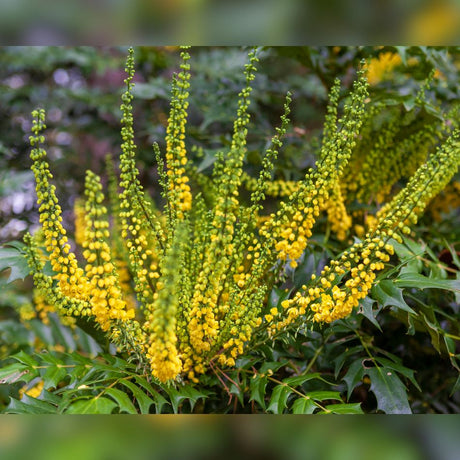 Radiating bright yellow Mahonia ‘Winter Sun’ flower spikes above dark green foliage.