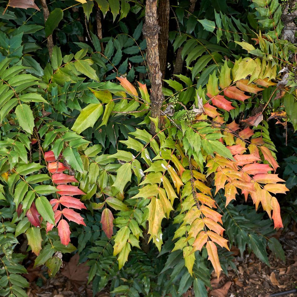 Mahonia ‘Winter Sun’ leaves changing from green to copper, orange and red.