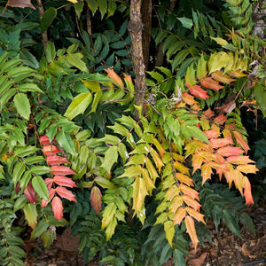 Mahonia ‘Winter Sun’ leaves changing from green to copper, orange and red.