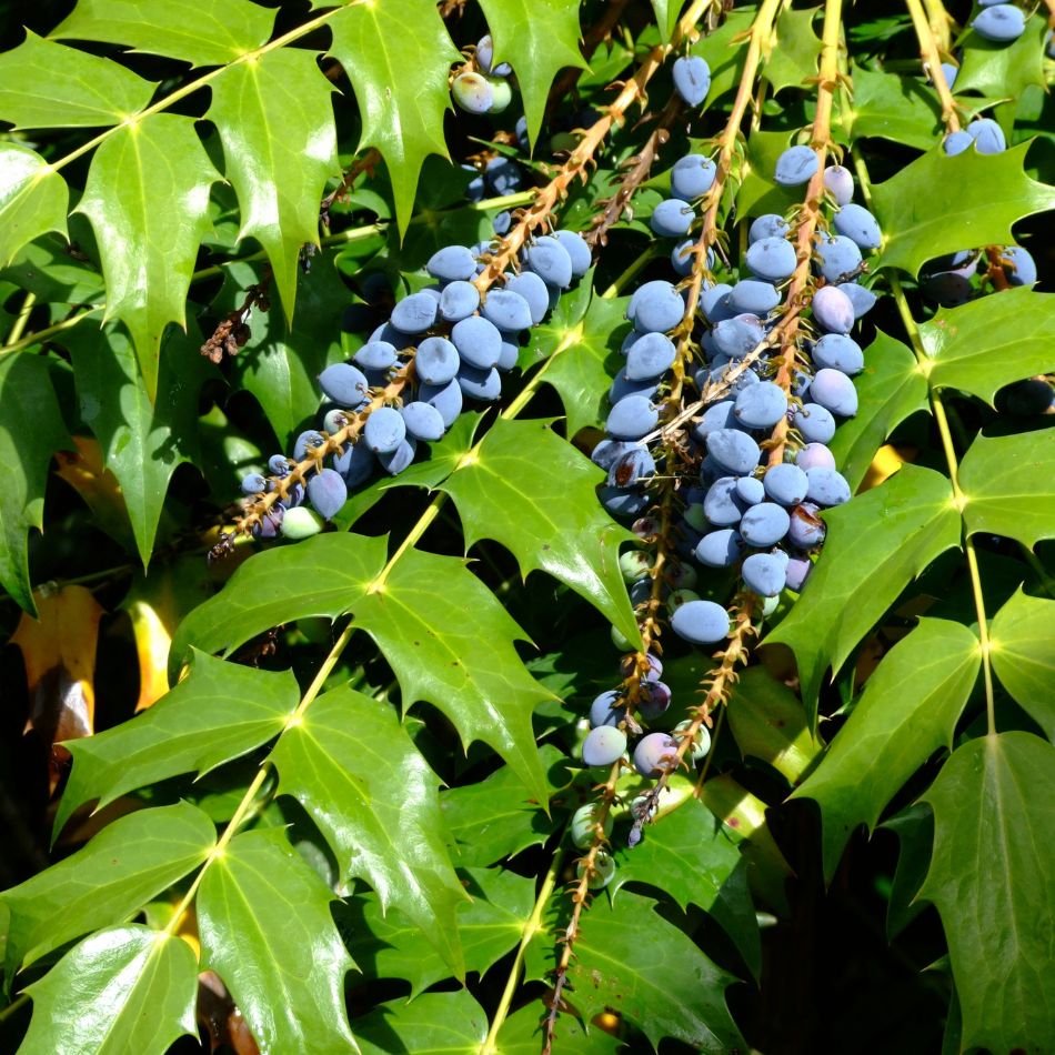 Clusters of dusty blue Mahonia ‘Winter Sun’ berries among glossy pinnate leaves.