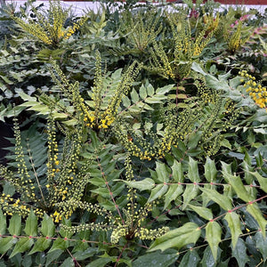Mahonia ‘Winter Sun’ foliage with slender yellow flower spikes at an early stage.