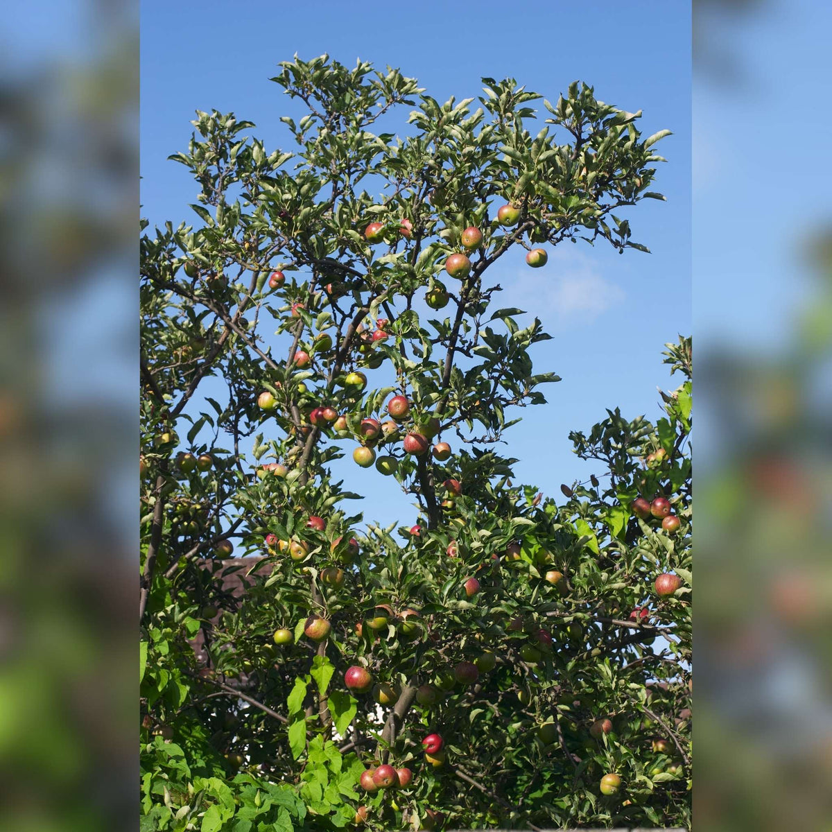 Malus domestica ‘Cox’s Orange Pippin’ (Espalier)