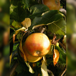 Malus domestica ‘Cox’s Orange Pippin’ (Espalier)