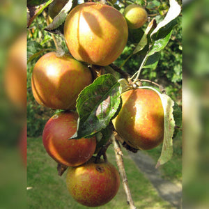 Malus domestica ‘Cox’s Orange Pippin’ (Espalier)