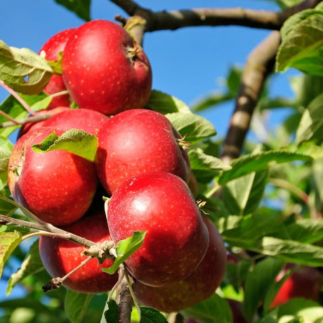 Cluster of ripe bright red ‘Discovery’ apples on a branch against blue sky.