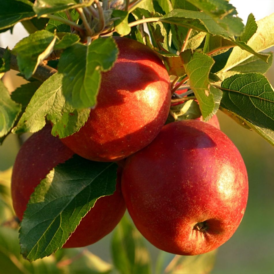 Malus domestica ‘Discovery’