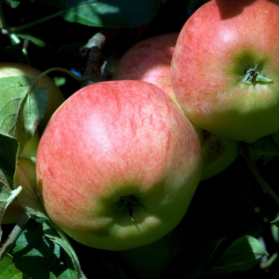 Malus domestica ‘Elstar’ (Espalier)
