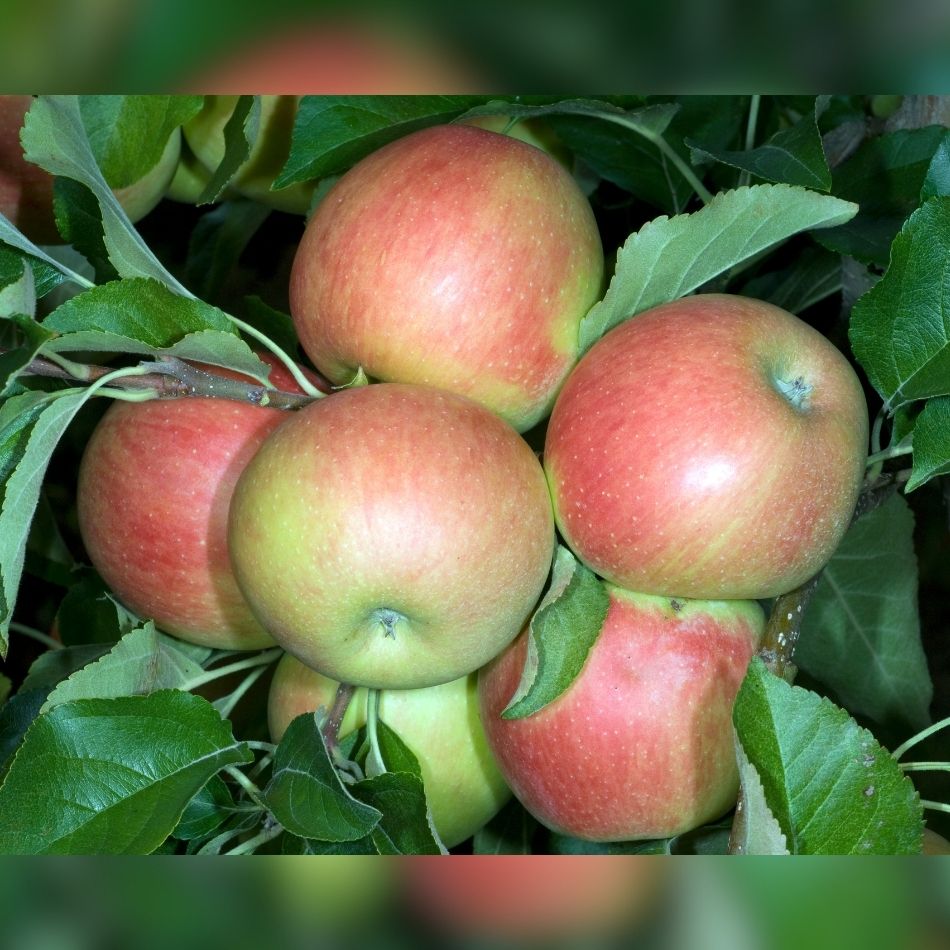 Malus domestica ‘Elstar’ (Espalier)