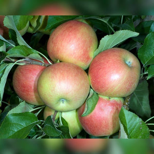Malus domestica ‘Elstar’ (Espalier)