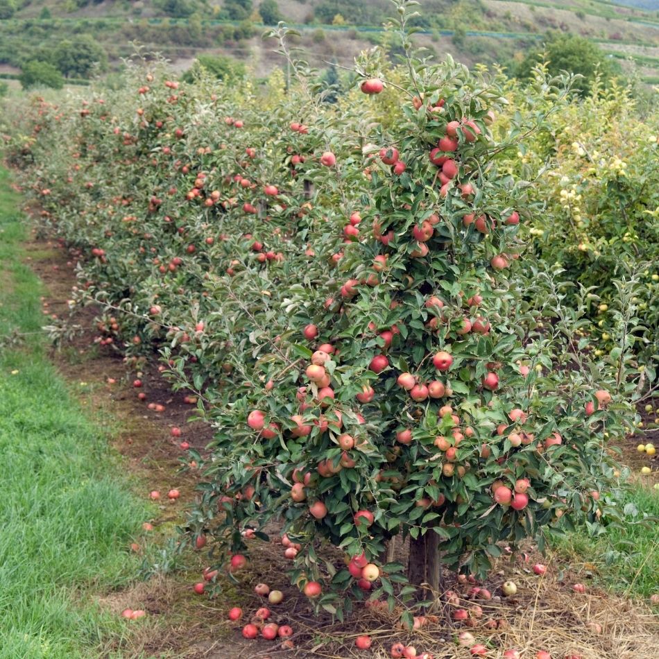 Malus domestica ‘Elstar’ (Espalier)