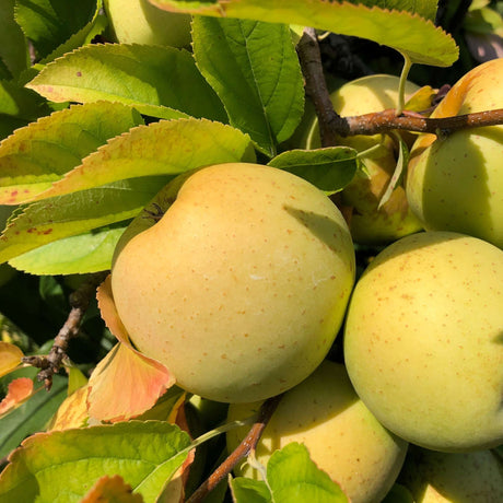 Malus domestica ‘Golden Delicious’ (Espalier)