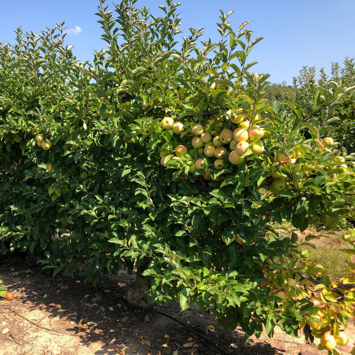 Malus domestica ‘Golden Delicious’ (Espalier)